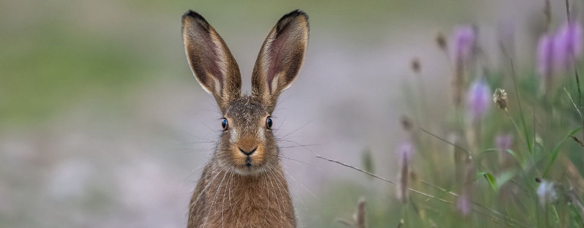 What Is A Rabbit Pest Infestation